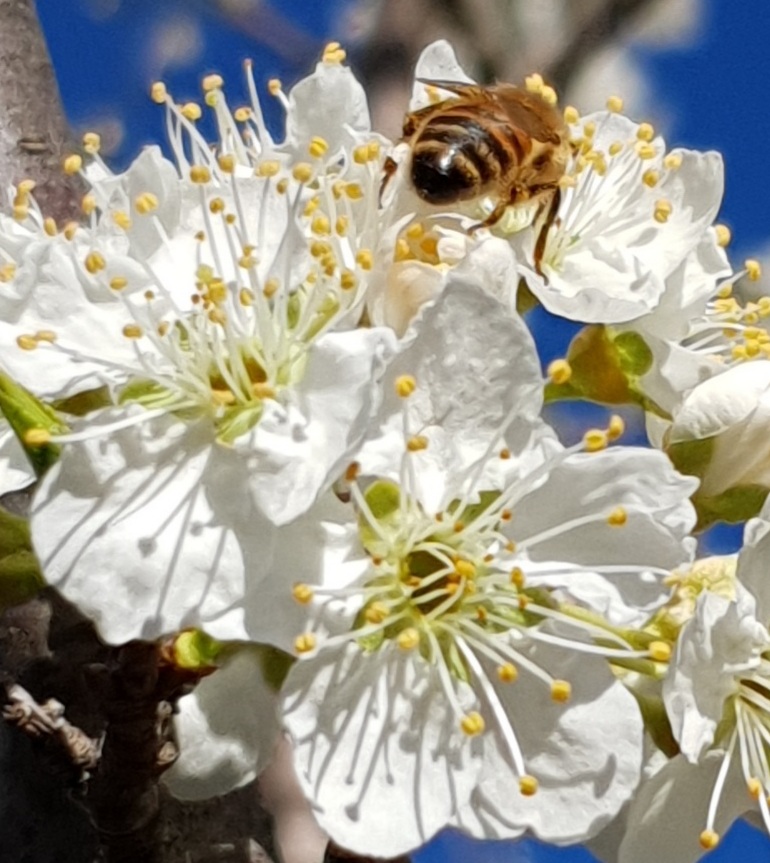 Working Bee